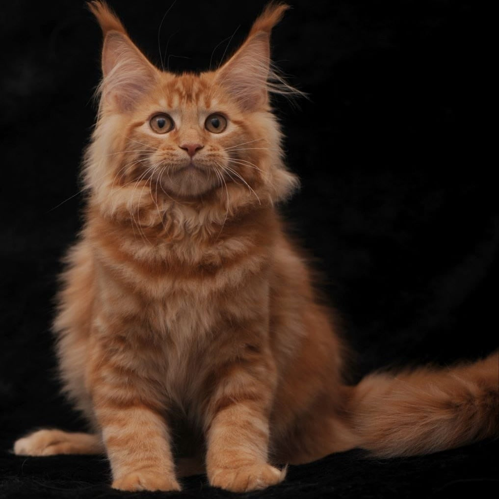 Riana Maine Coon female, red