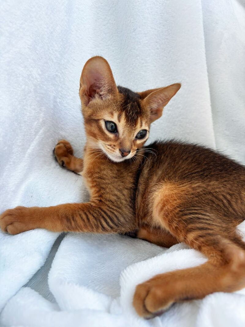 Saimon Abyssinian male, ruddy