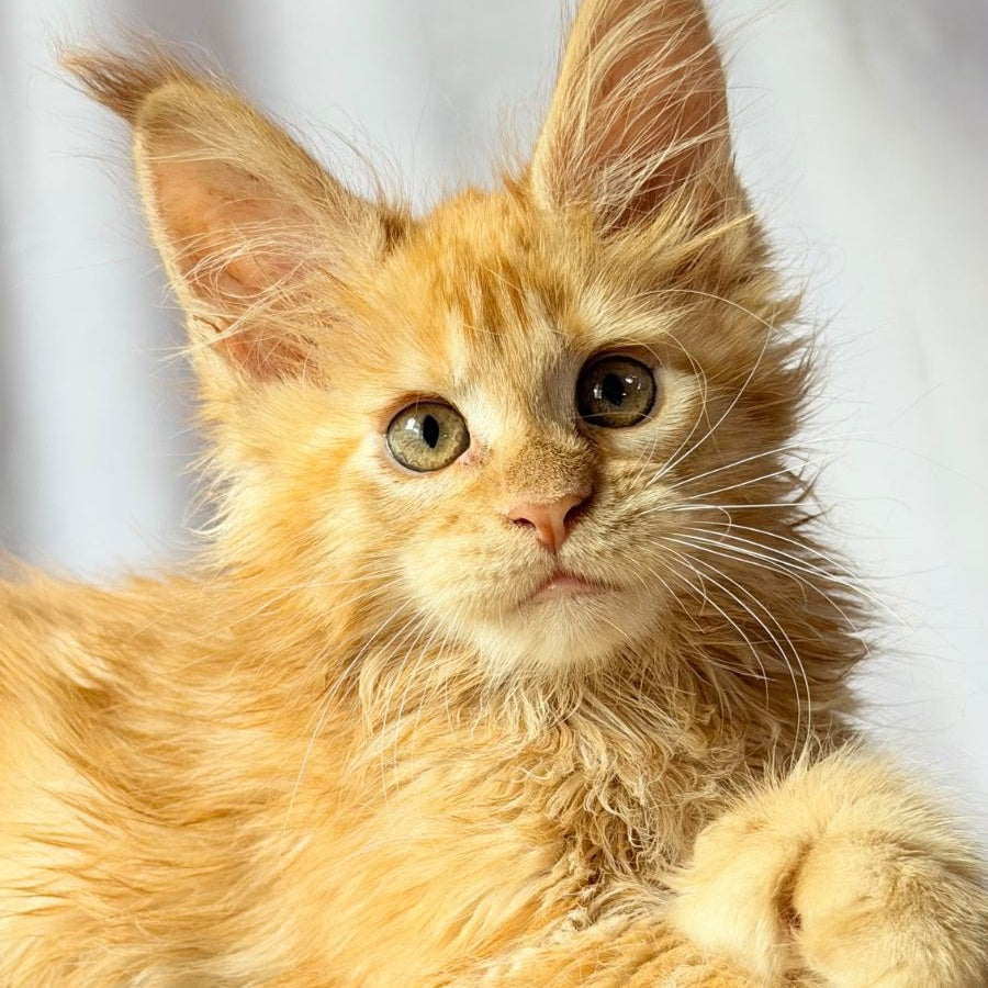 Nexus Maine Coon polydactyl 7x6x6x6 male, red