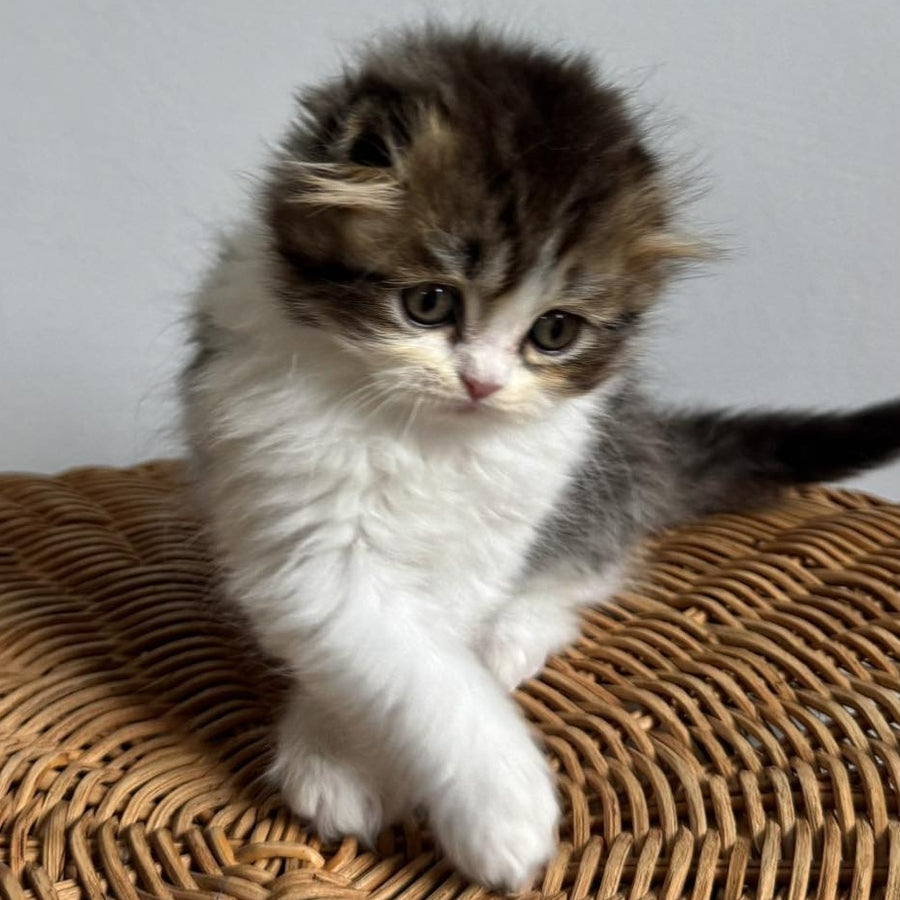Kash Scottish Fold female, black tabby bicolour