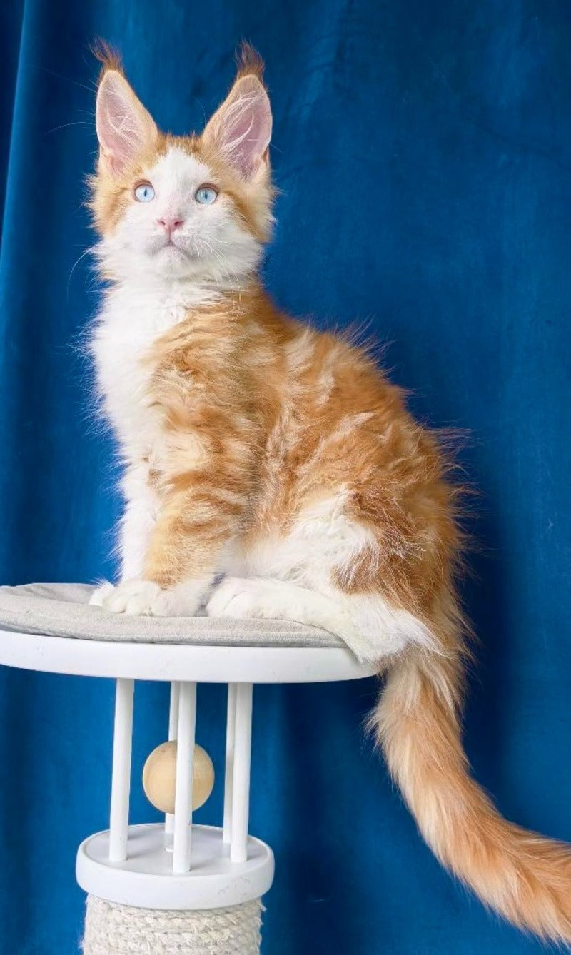 Laky Strike Maine Coon male, red bicolour tabby