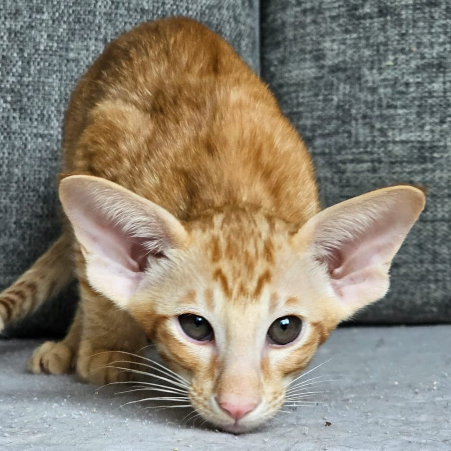 Vegas Oriental Shorthair male, red spotted tabby