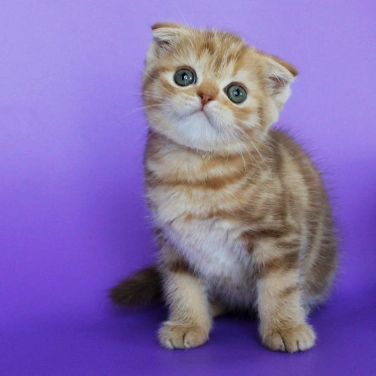 Uman Scottish Fold male, cinnamon tabby