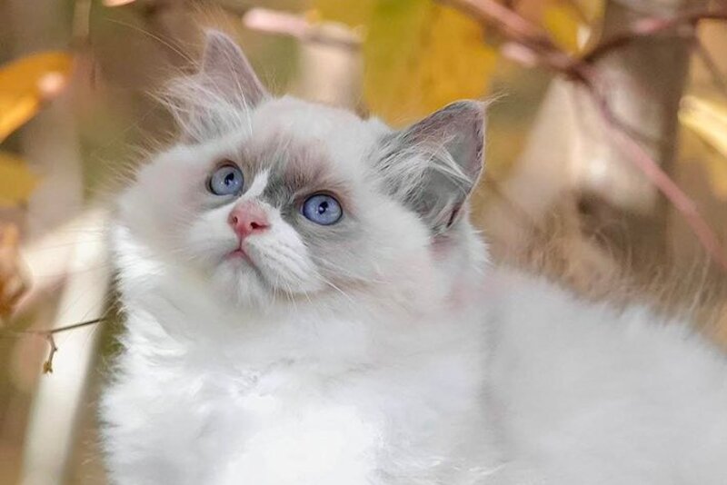 Ninja Ragdoll male, blue bicolour