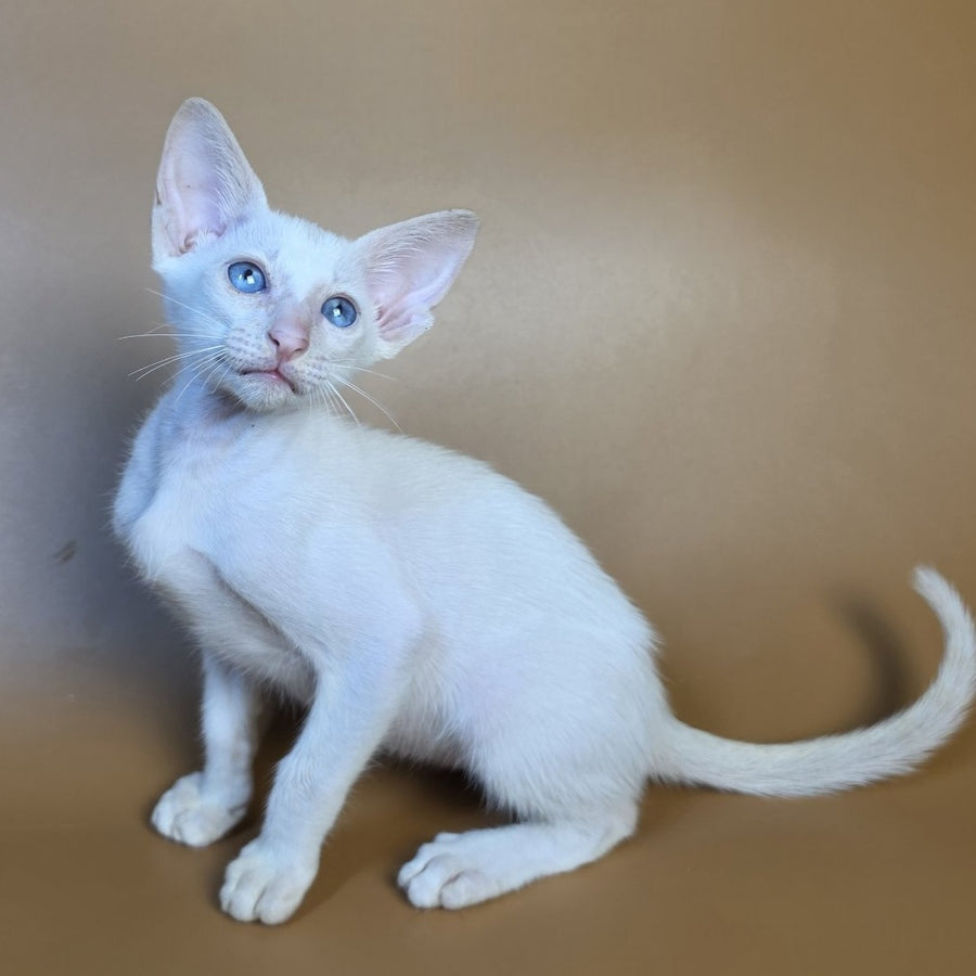 Draco Siamese male, red