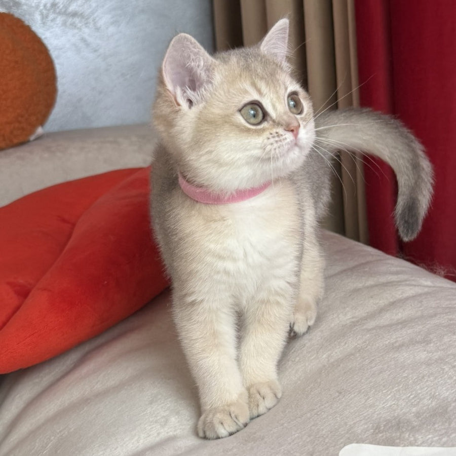 Elpati Scottish Straight female, blue golden shaded