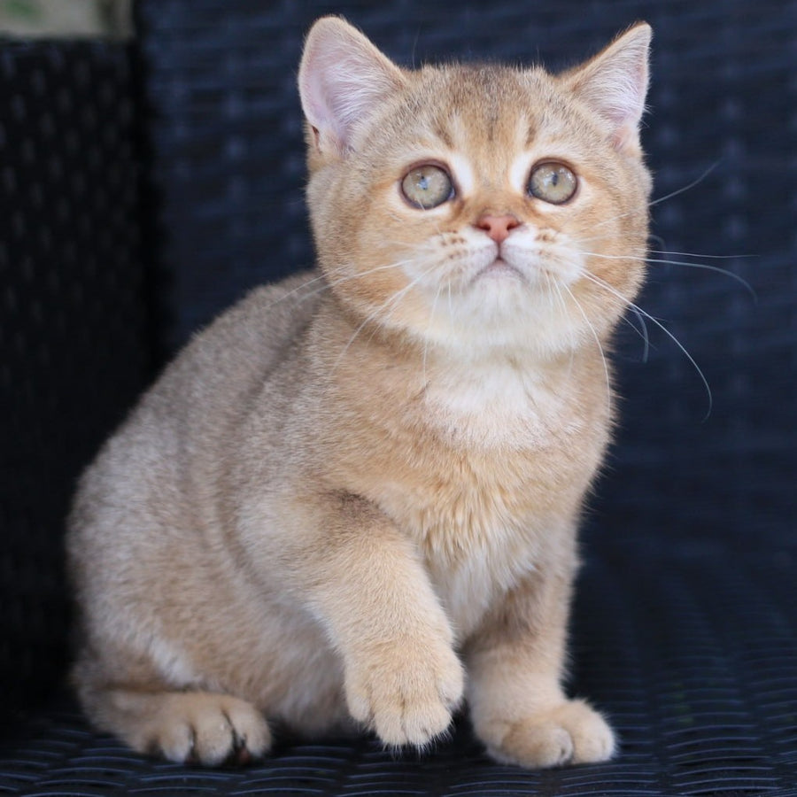 Paloma British Shorthair female, chocolate golden ticked tabby