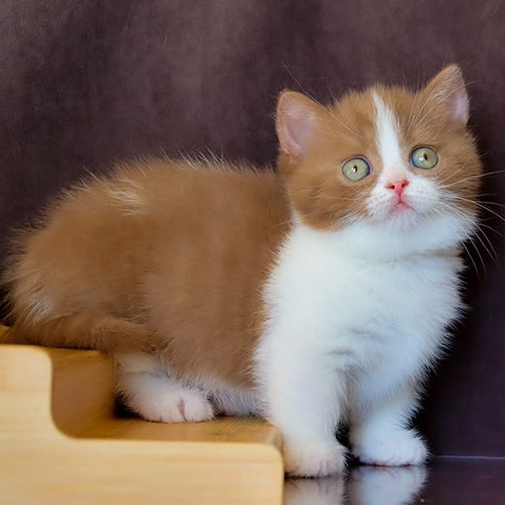Fantasy Munchkin female, cinnamon bicolour
