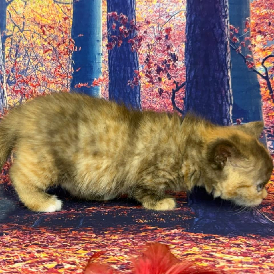 Jane Munchkin female, chocolate tortie bicolour