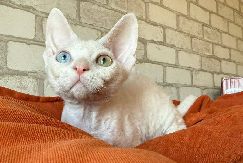 Arahis Devon Rex male, white