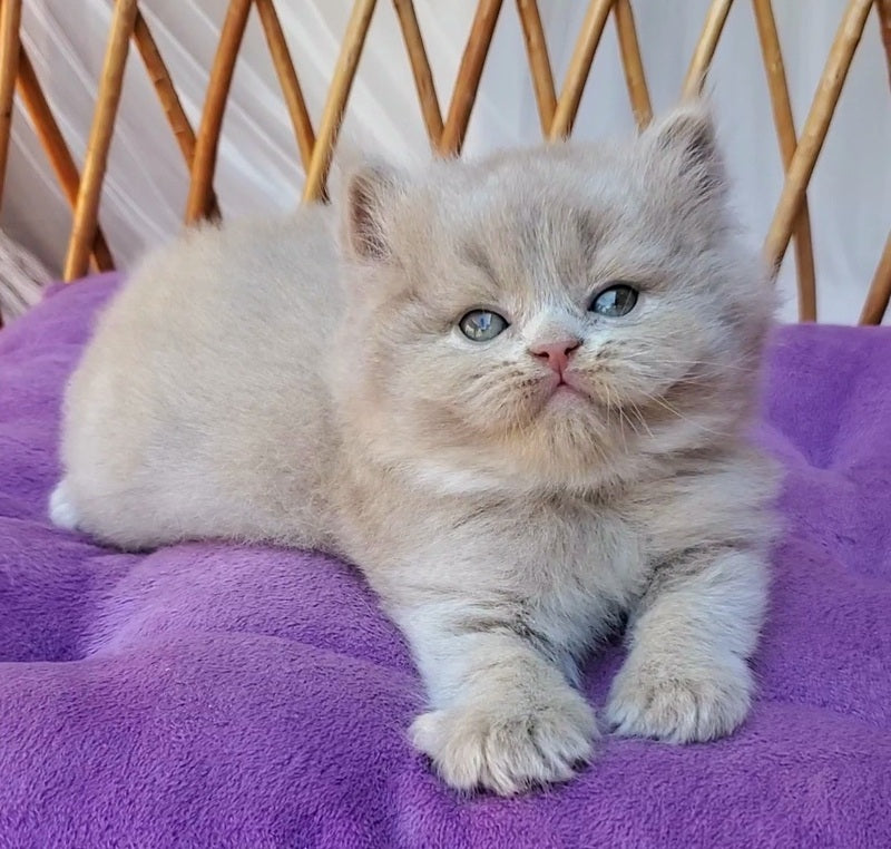 Yoshi British Longhair male, fawn