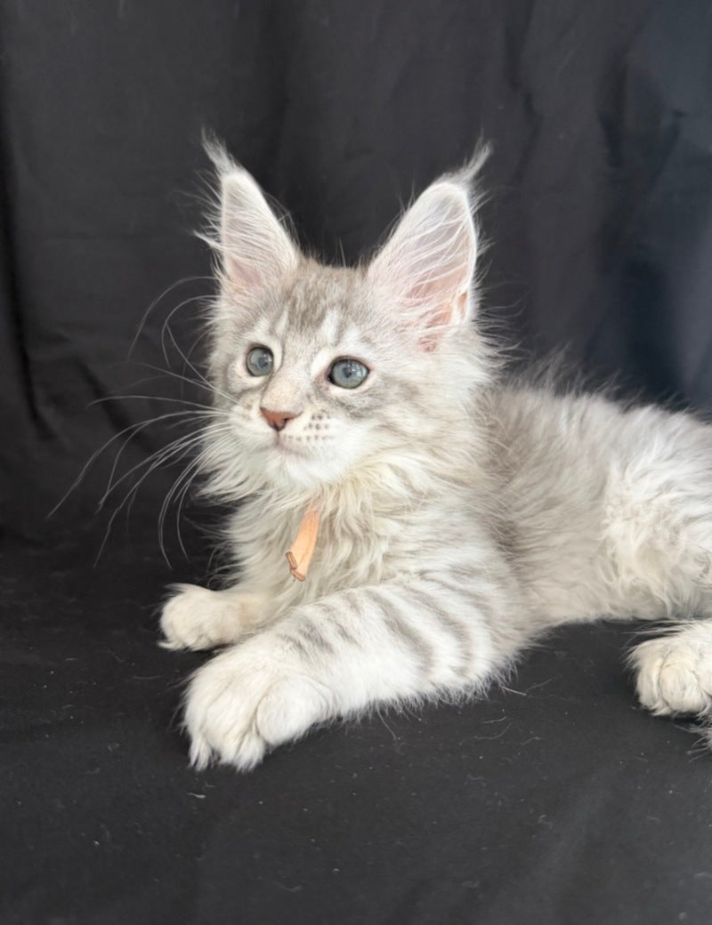 Zarqa Maine Coon female, blue silver tabby