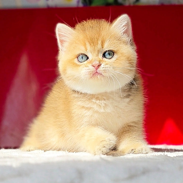 Thomas British Shorthair male, black golden shaded