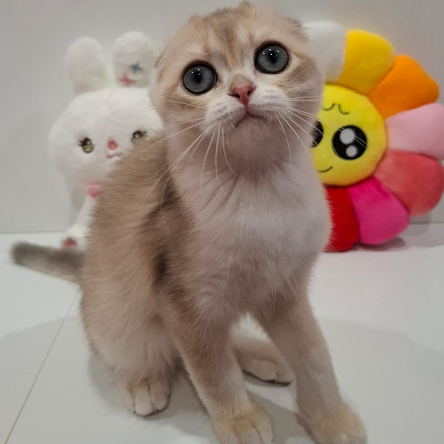 Xavier Scottish Fold male, blue golden chinchilla