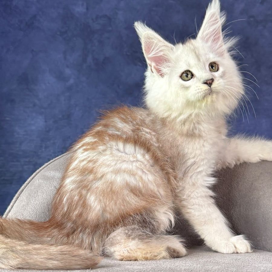 Tabatha Maine Coon female, black silver spotted tabby
