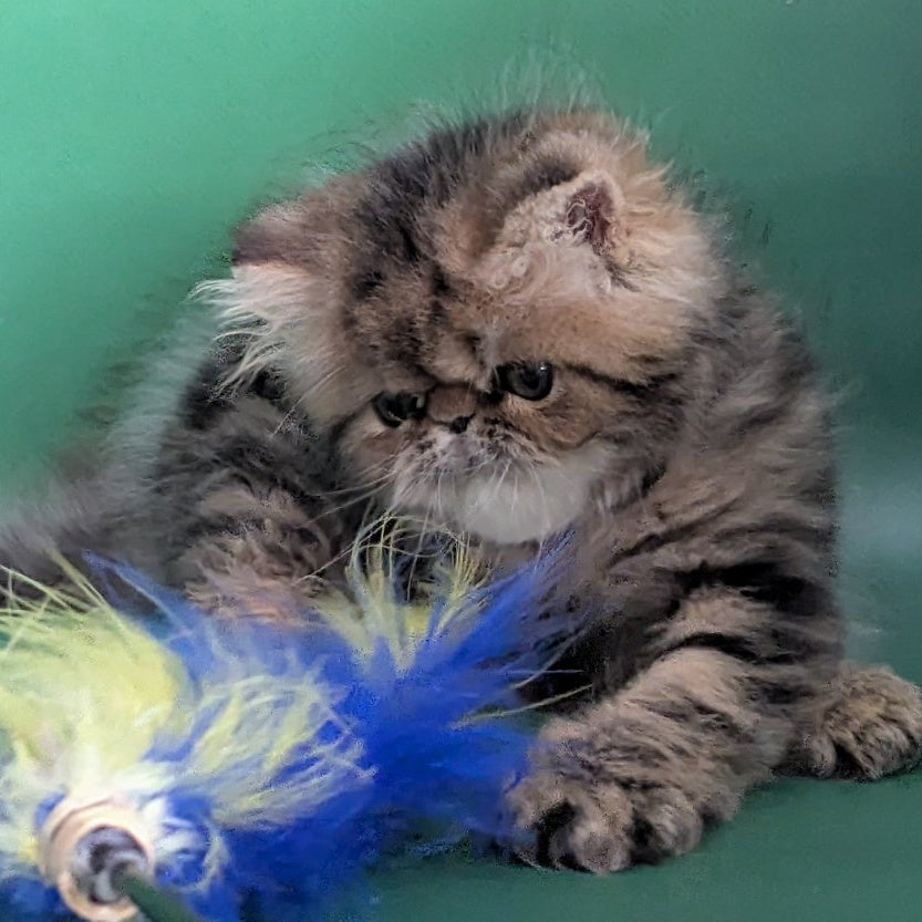 Tiara Persian female, black tabby