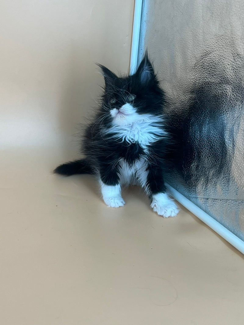Berta Maine Coon female, black bicolour