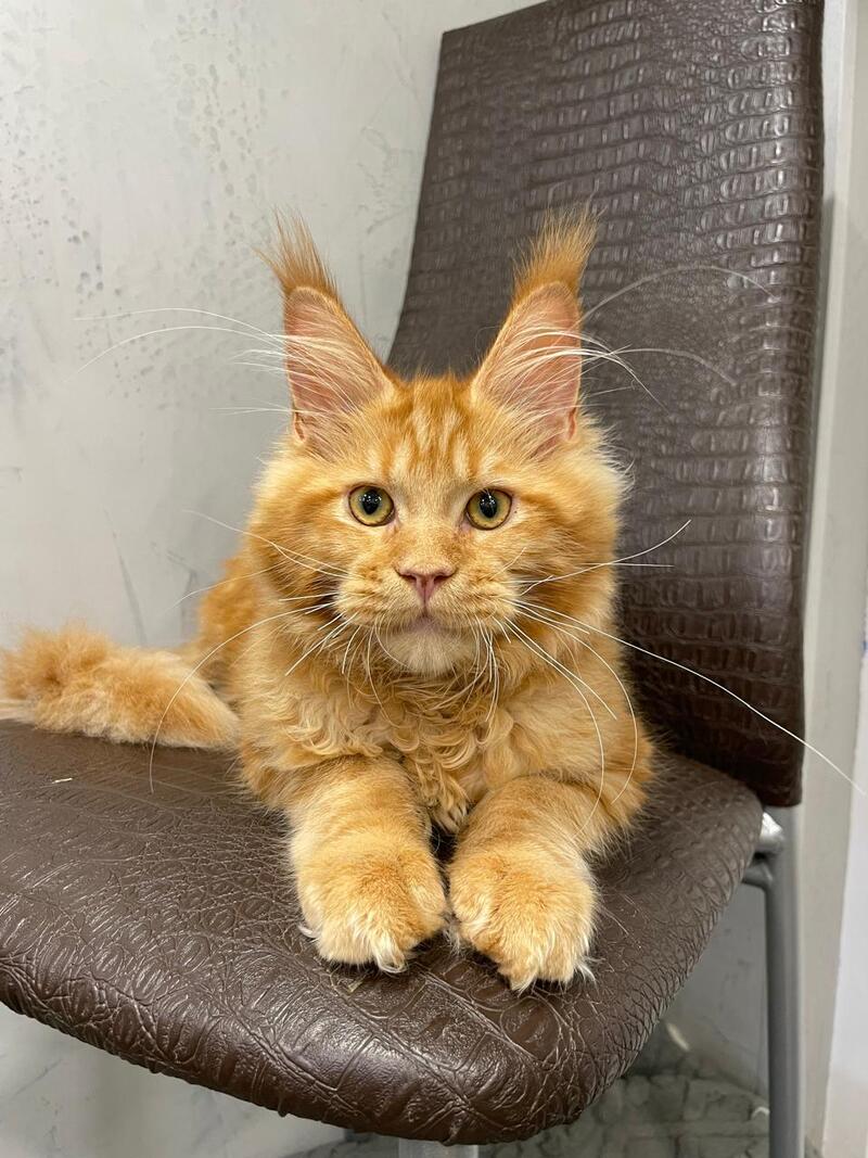Jaguar Maine Coon male, red