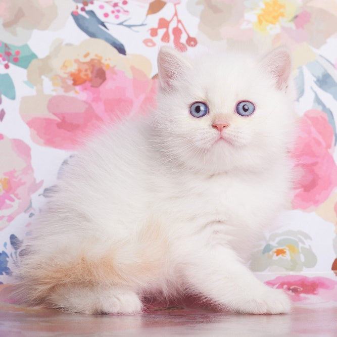 Atlas British Shorthair male, cream pointed