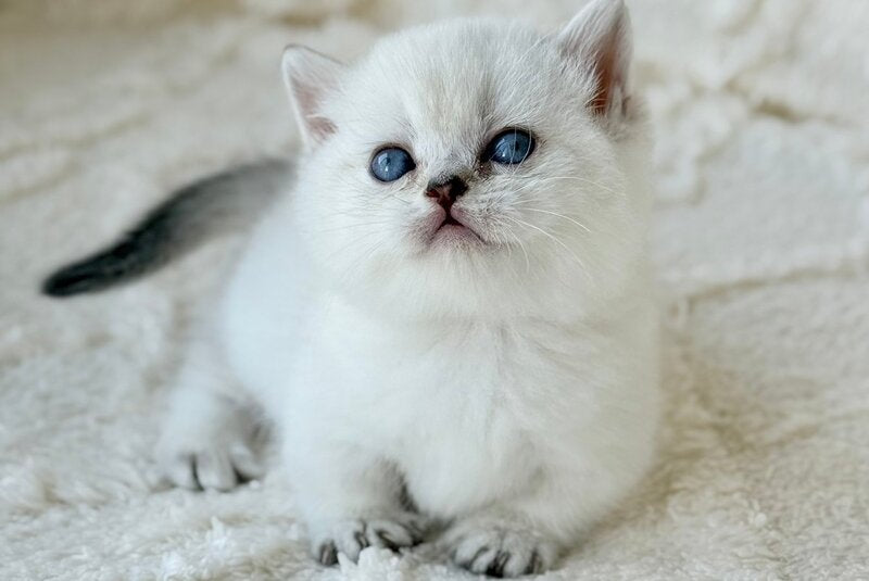 Zizi Munchkin female black silver shaded pointed - live animals