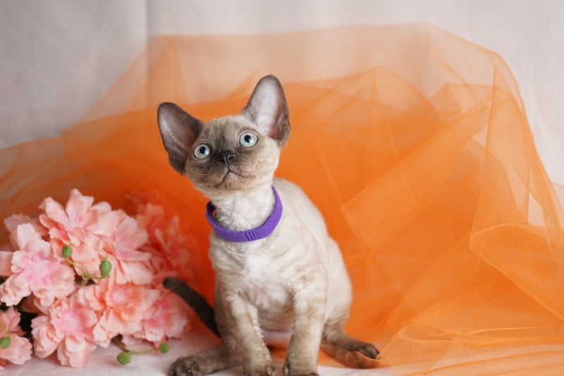 Nona Devon Rex female chocolate pointed - live animals