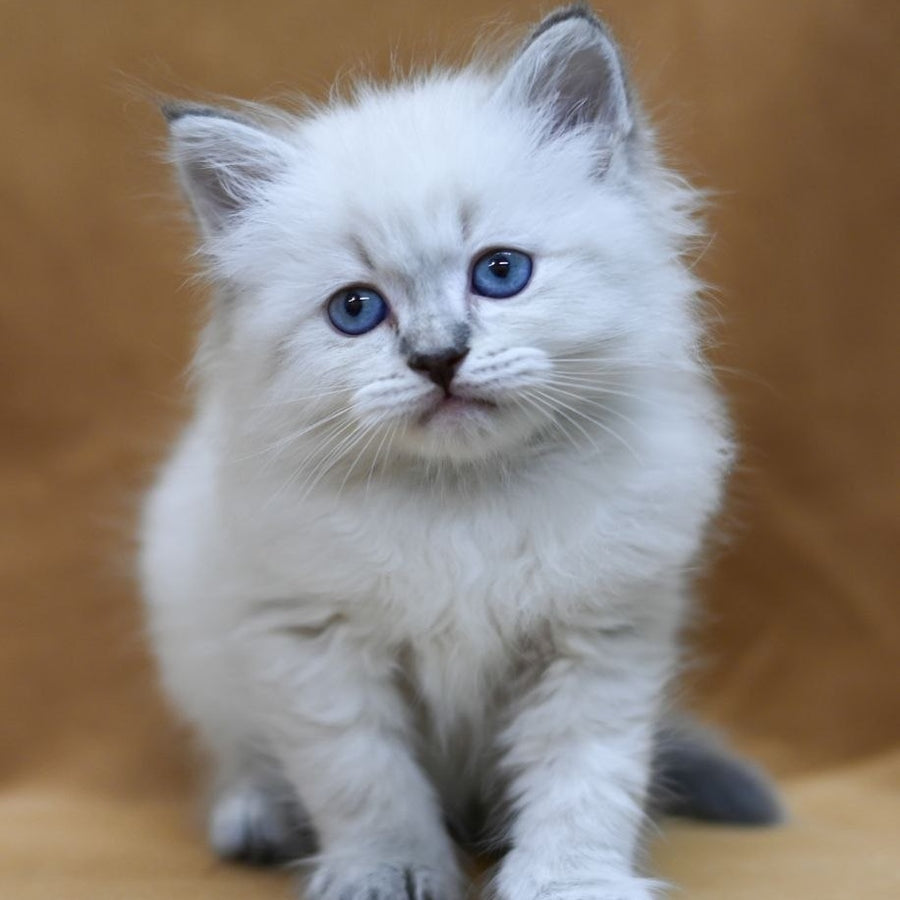 Gvidon Neva Masquerade male, blue tabby pointed