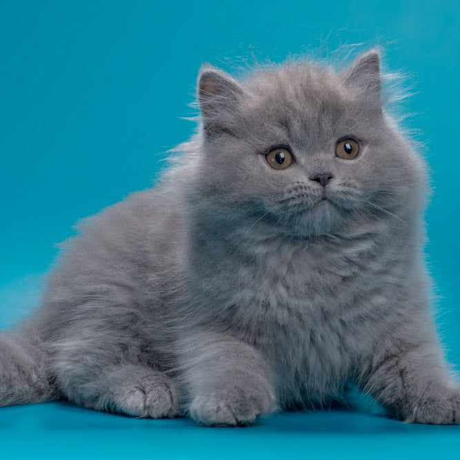 Ricky British Longhair male, blue
