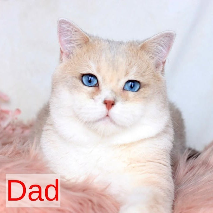 Xena British Shorthair female, blue golden chinchilla