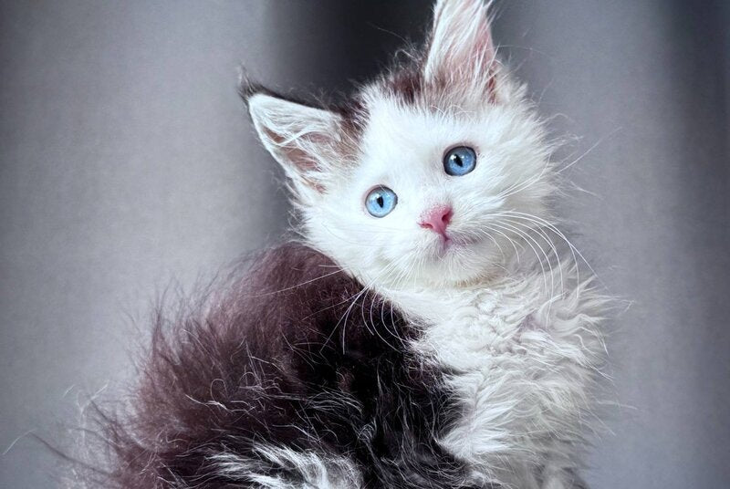 Vlad Dracula Maine Coon male, black bicolour