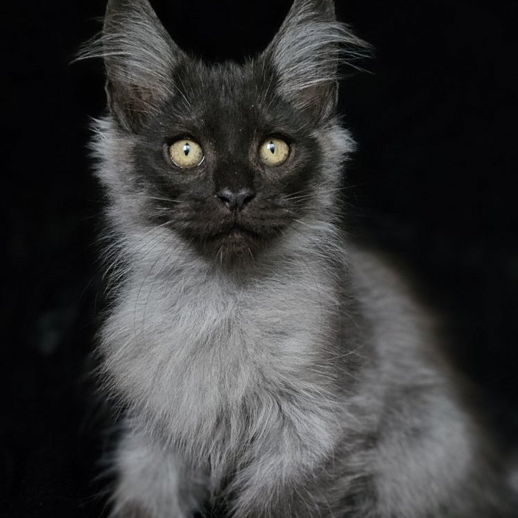 Silver Maine Coon male, black silver