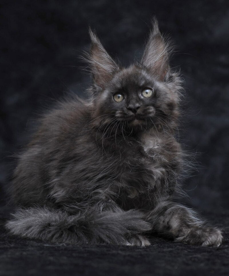 Platon Maine Coon male, black silver