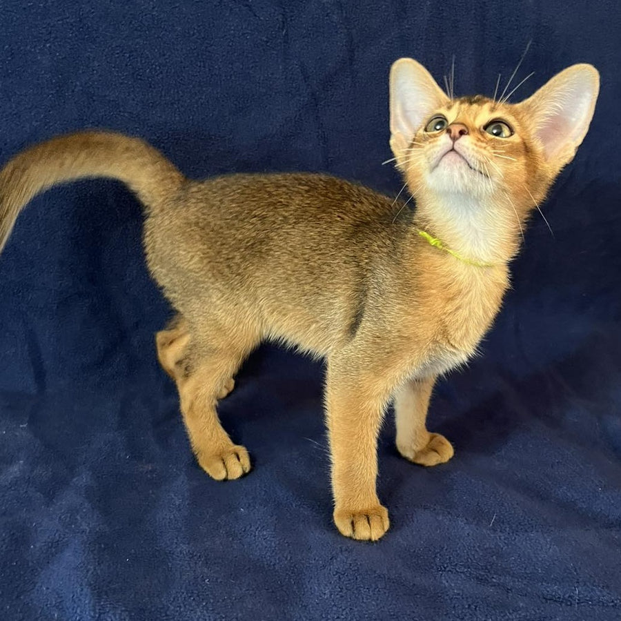 Flora Abyssinian female, black