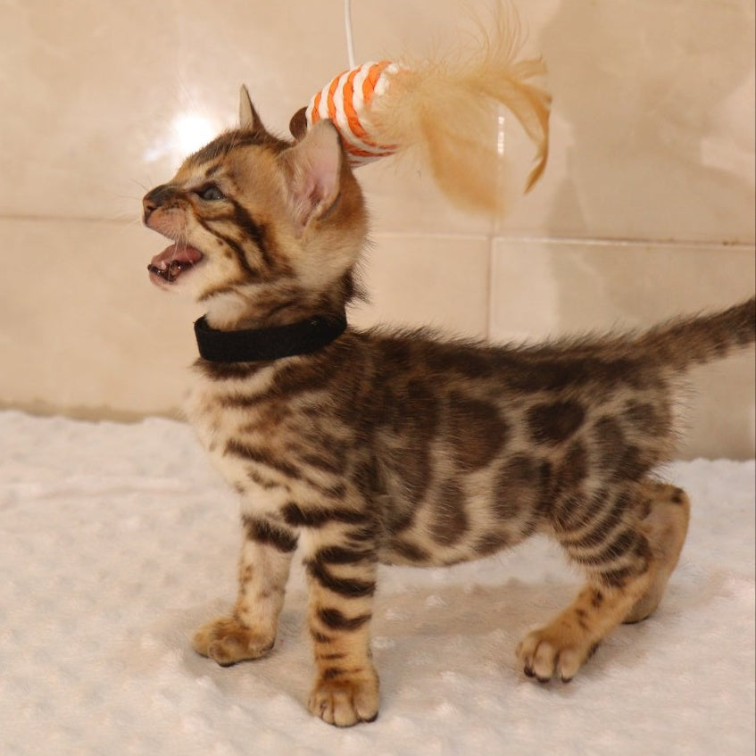 Xerxes Bengal male, black spotted tabby