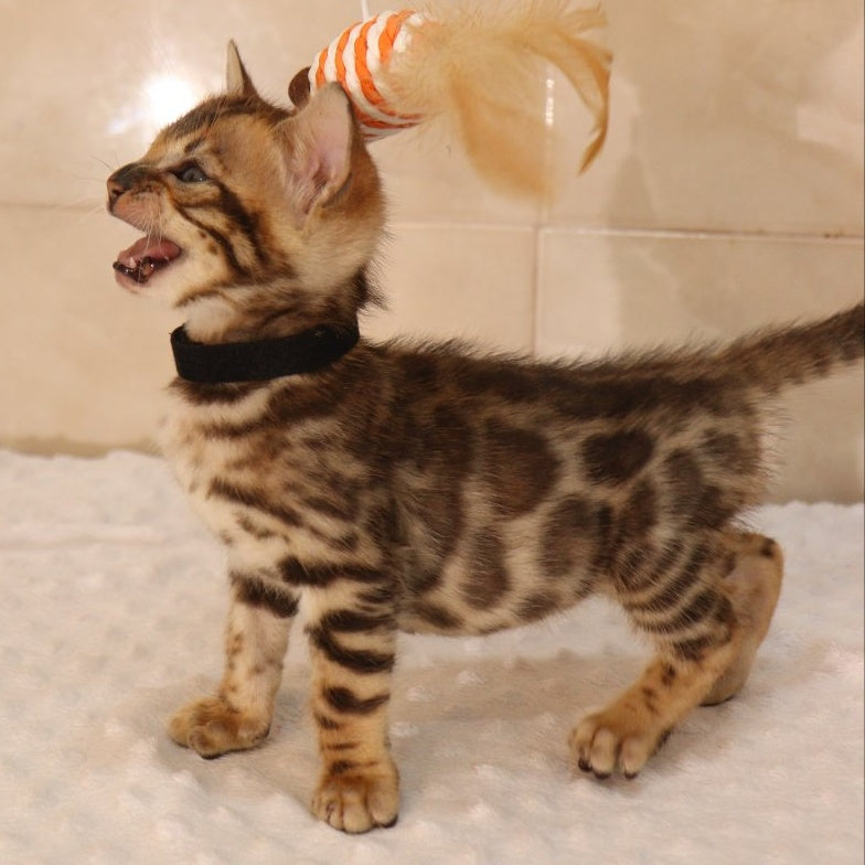 Xavier Bengal male, black spotted tabby