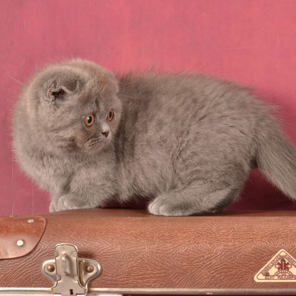 Muffin Munchkin male, blue