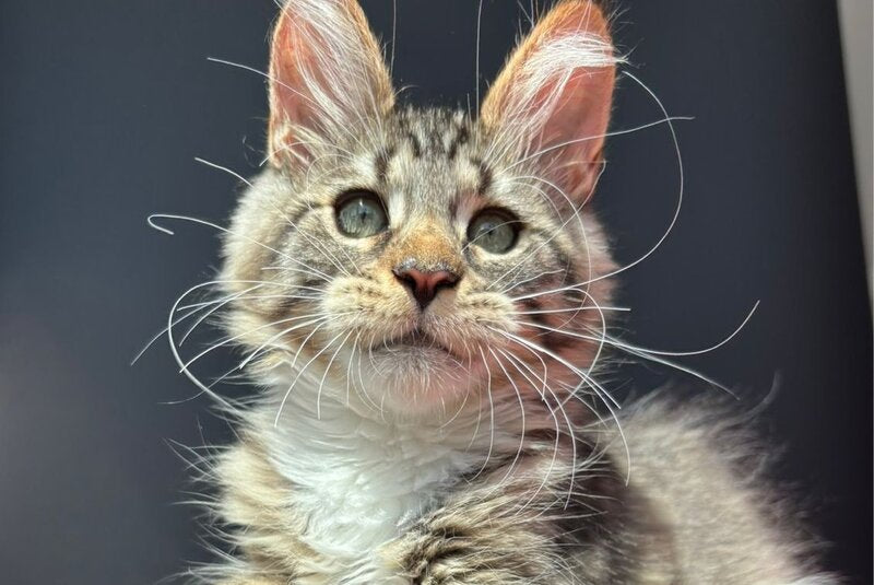Zabava Maine Coon female, black spotted tabby bicolour
