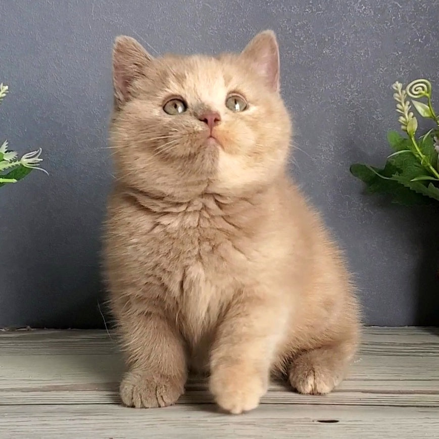 Daisy British Shorthair female, lilac tortie