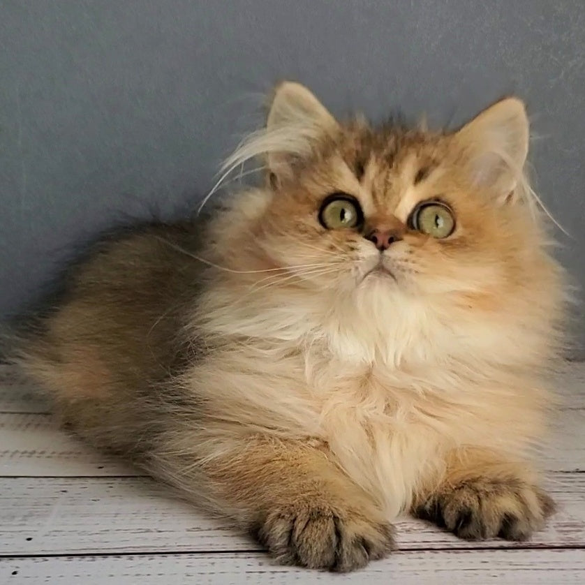 Benji British Longhair male, black golden ticked tabby