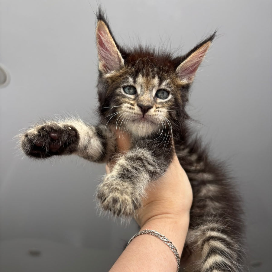 Cookie Maine Coon male, black spotted tabby