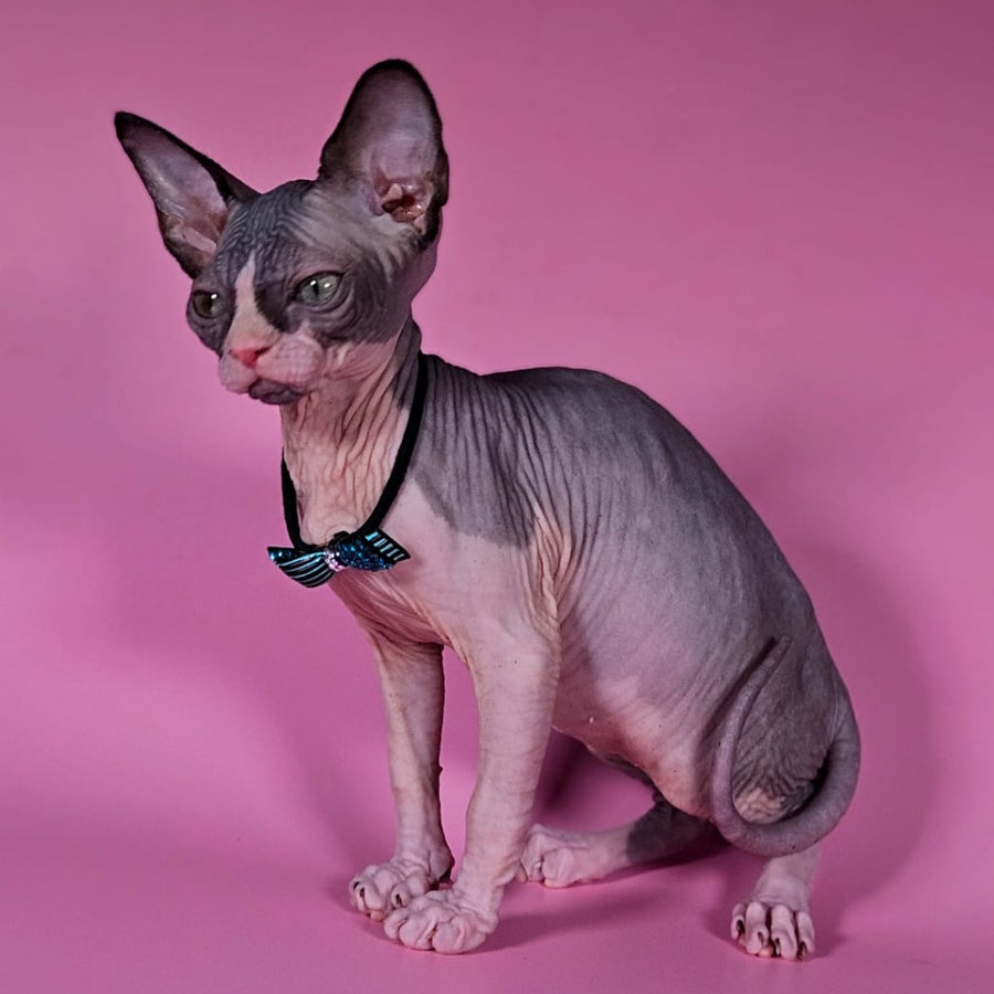Basalt Canadian Sphynx male, black bicolour