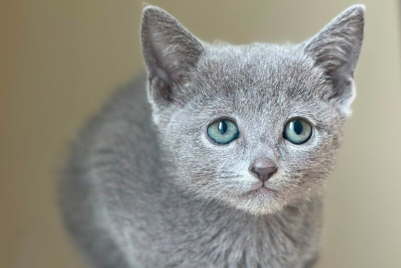 Jake Russian Blue male, blue