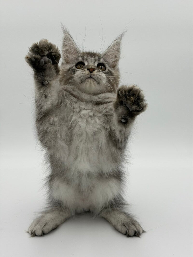Kotello Maine Coon male black silver tabby - live animals