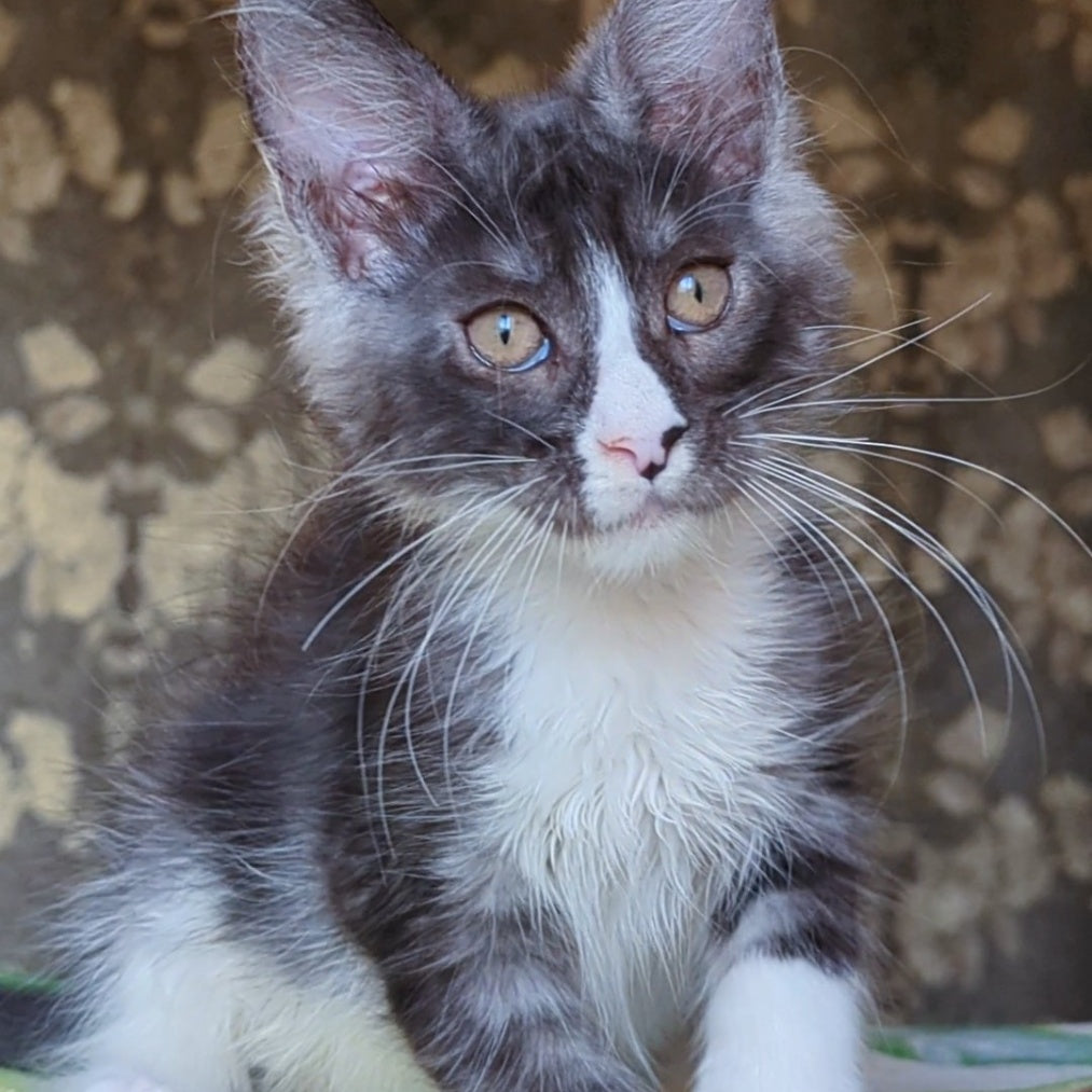 Harisha Maine Coon male, black silver bicolour