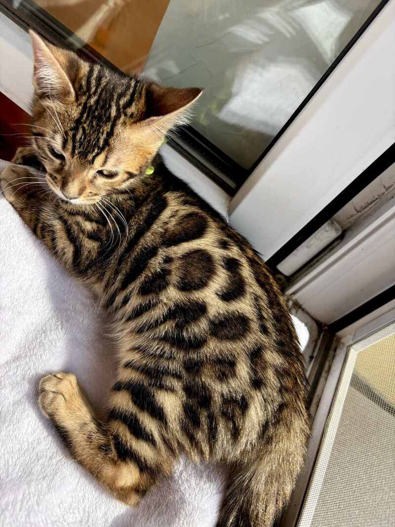 Lola Bengal female black spotted tabby - live animals