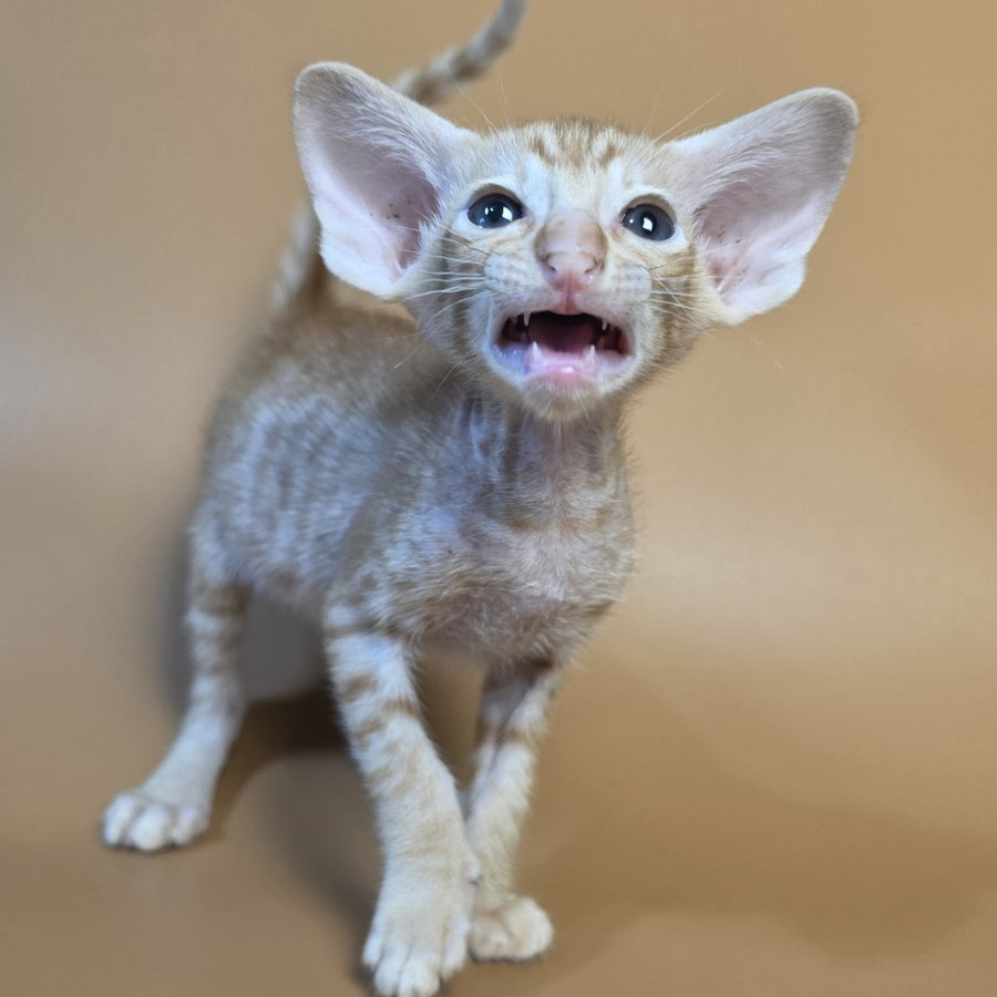 Flame Oriental Shorthair female, red