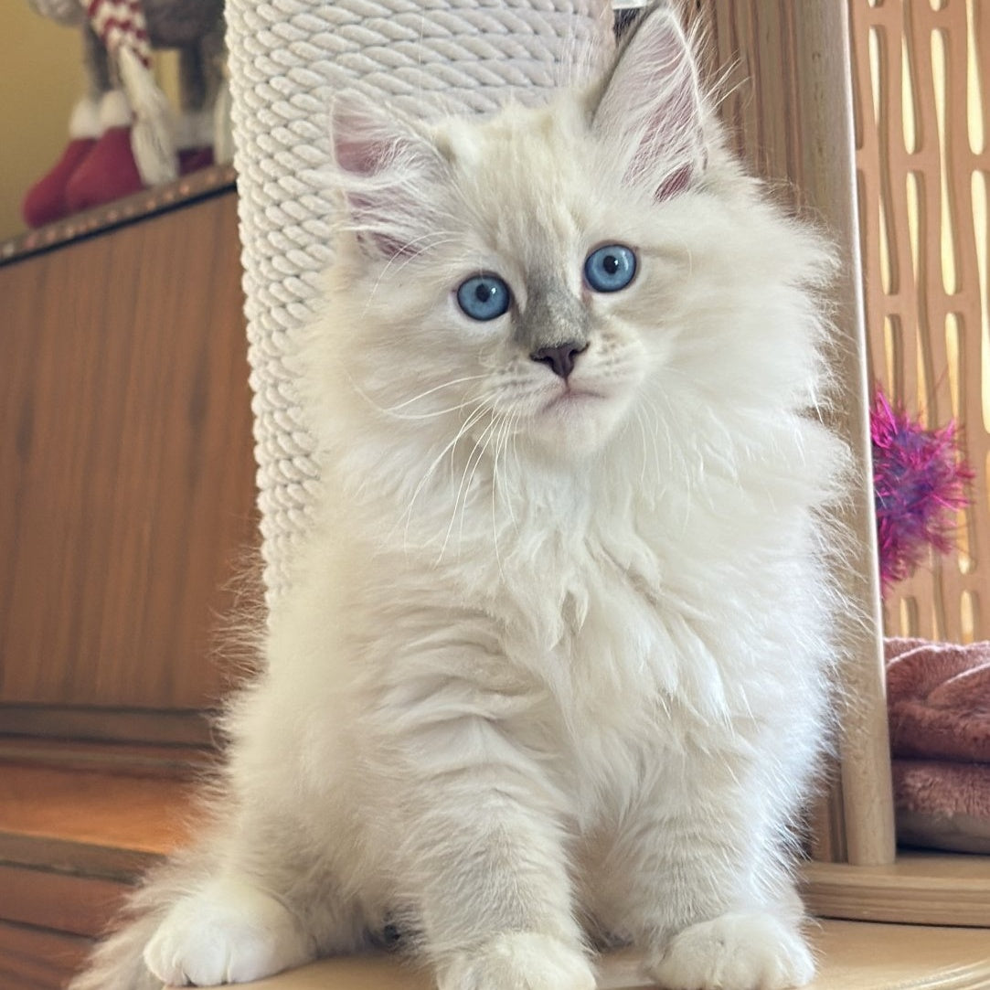 Zefir Siberian male, blue tabby pointed bicolour