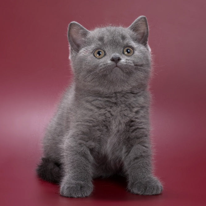 Pixie British Shorthair female, blue