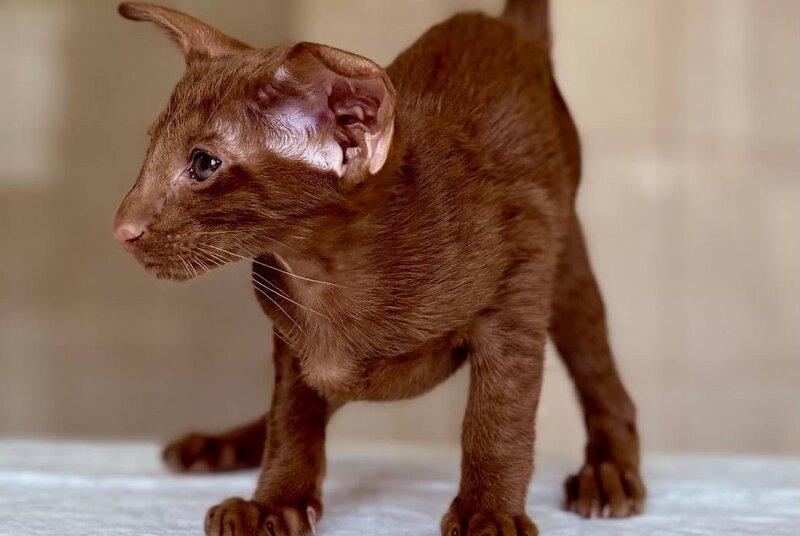 Rivz Oriental Shorthair male, cinnamon