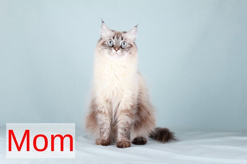 Ivi Siberian female, black tabby pointed