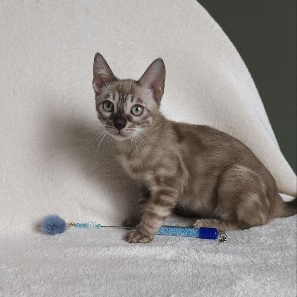 Lika Bengal female, black pointed spotted tabby